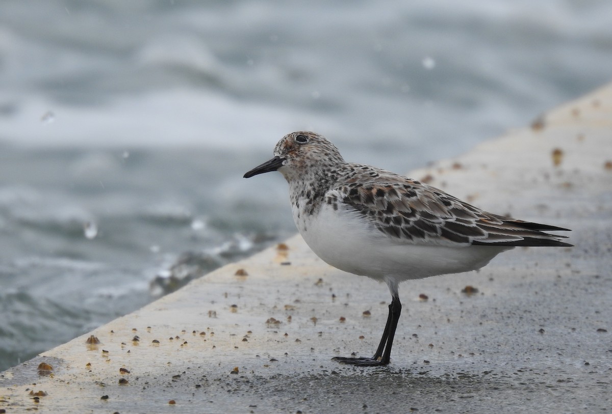 Bécasseau sanderling - ML410339281