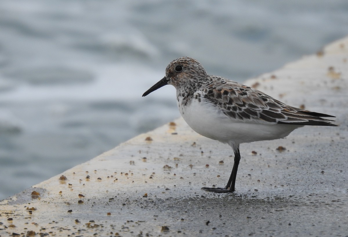 Bécasseau sanderling - ML410339291