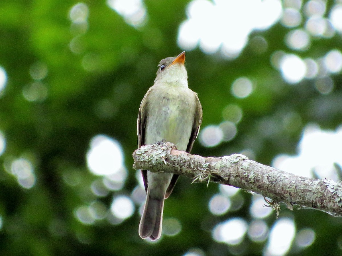 Eastern Wood-Pewee - Oliver  Komar