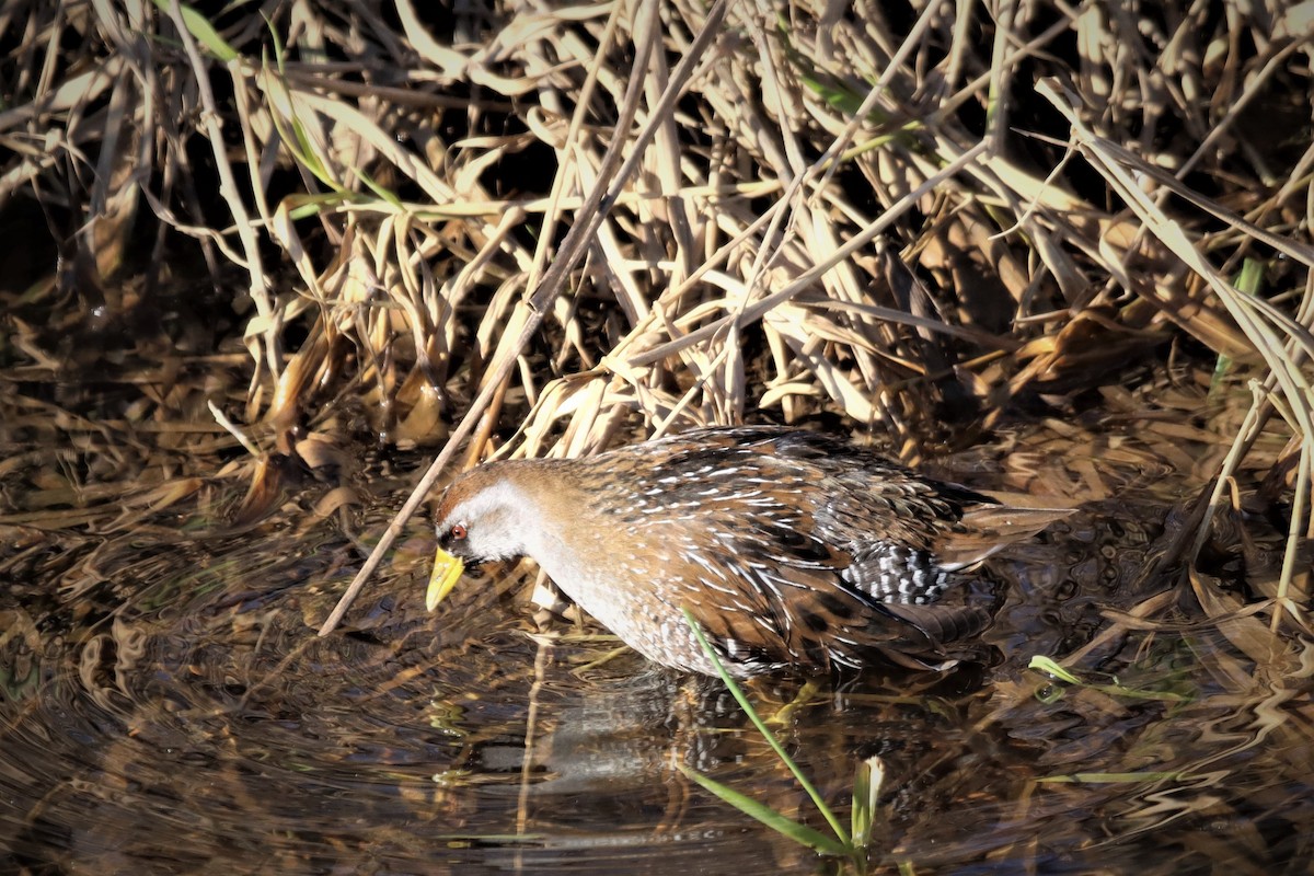 Polluela Sora - ML410340571