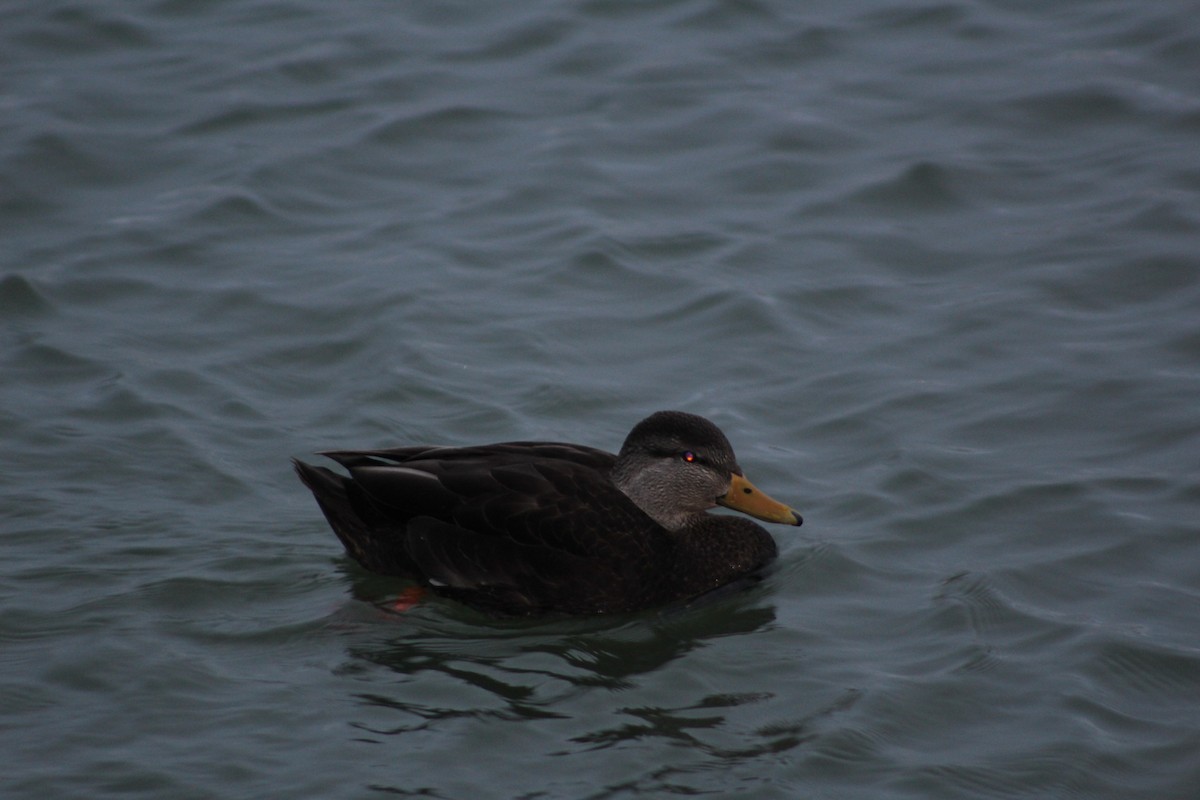 American Black Duck - ML410340781