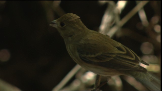 Indigo Bunting - ML410341