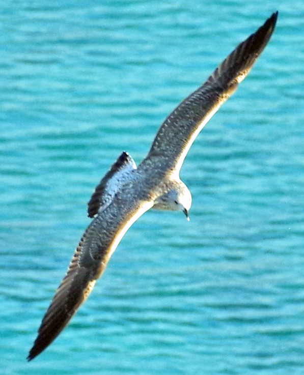 Great Black-backed Gull - Bill Winkler