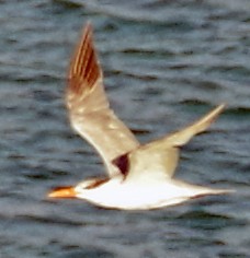 Royal Tern - ML410341881