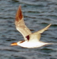 Royal Tern - Bill Winkler