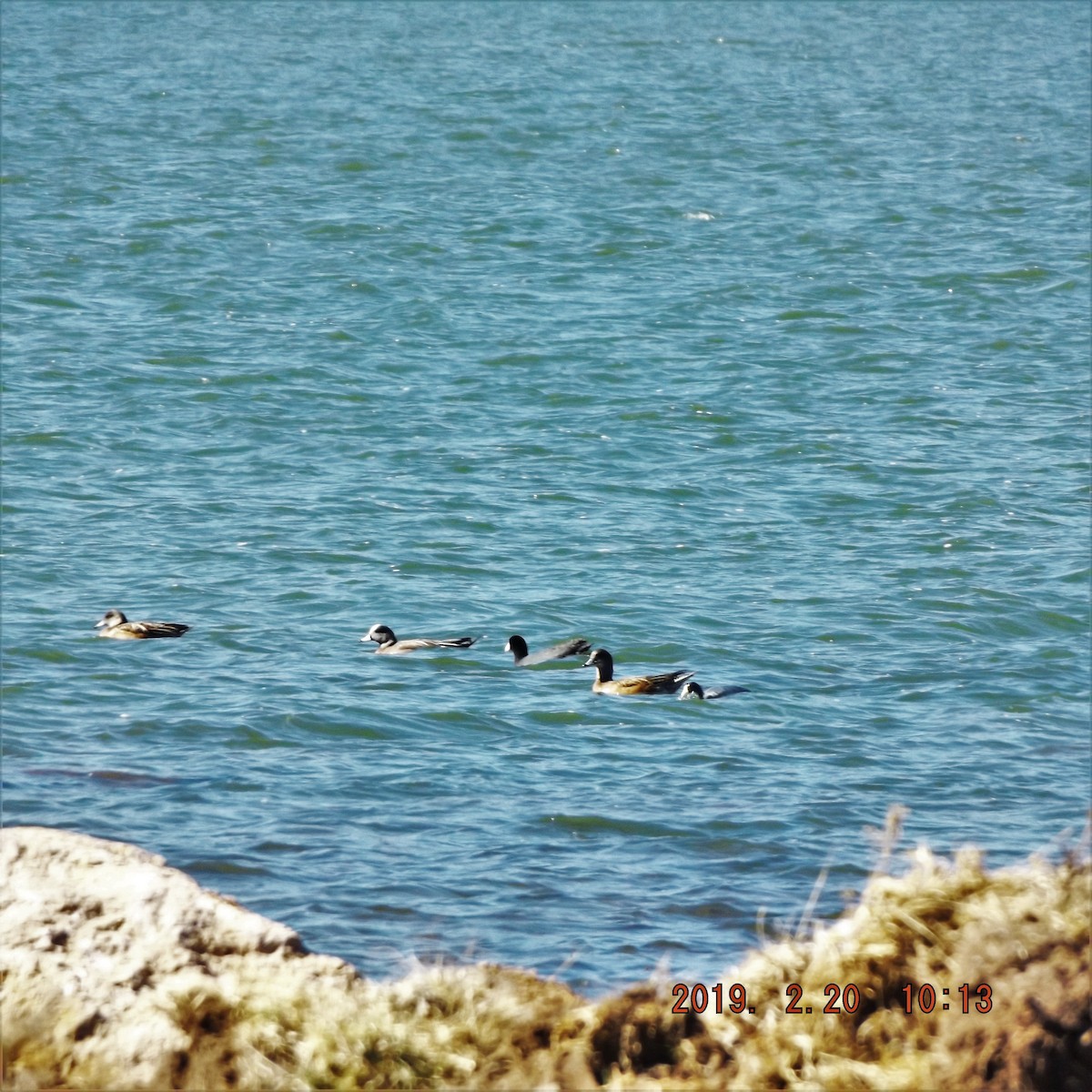 American Wigeon - ML410343341