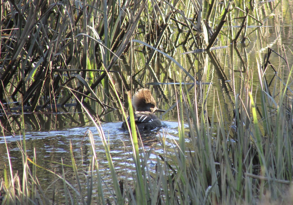 Hooded Merganser - ML410344601