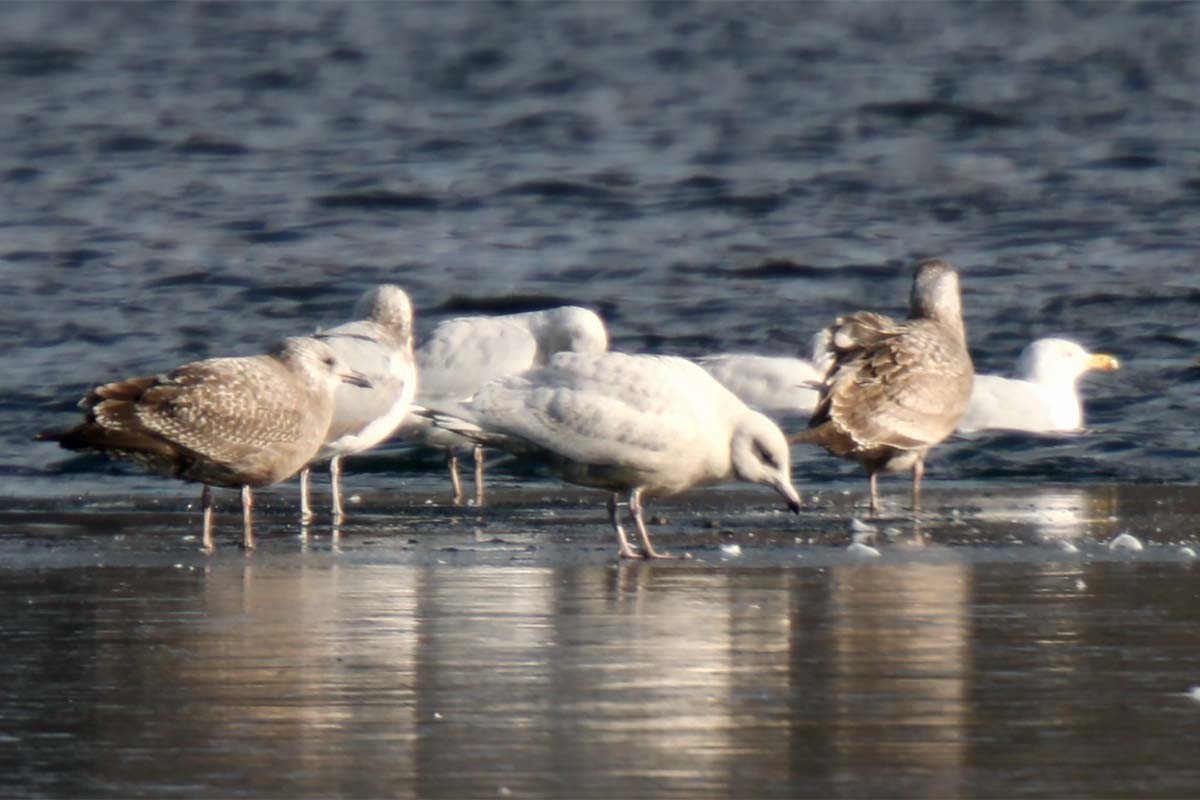 Glaucous Gull - ML410344841