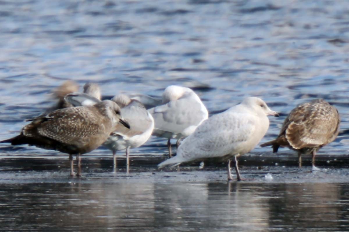 Glaucous Gull - ML410344851