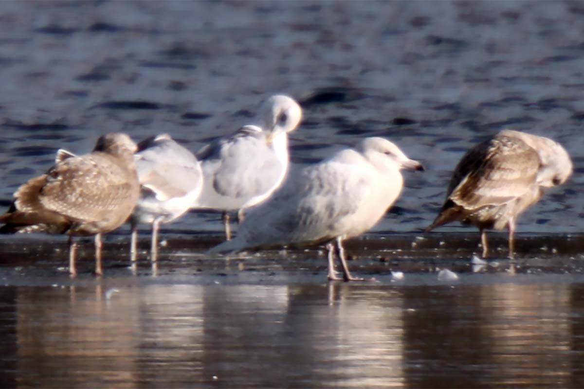 Glaucous Gull - ML410344871