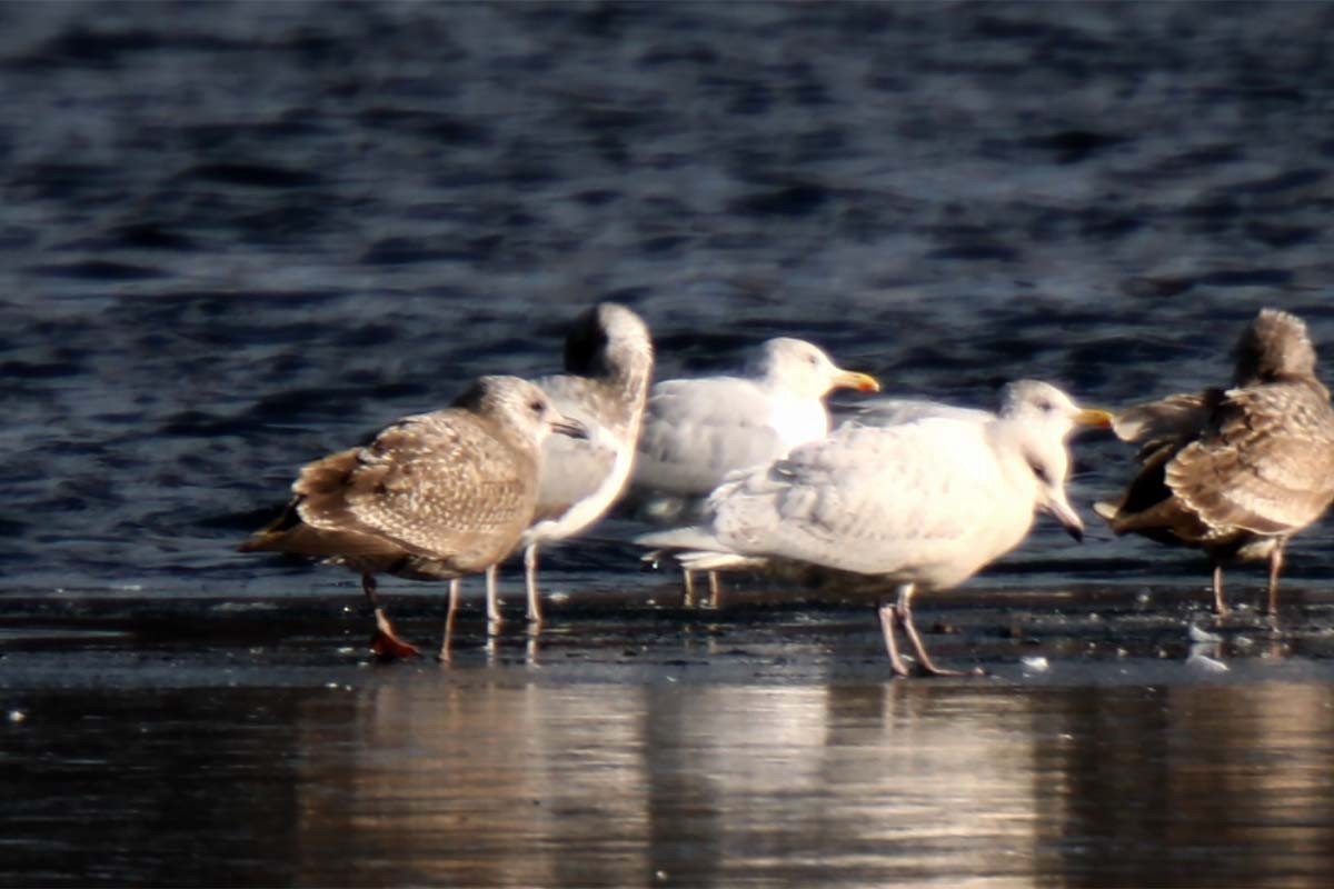 Glaucous Gull - ML410344881