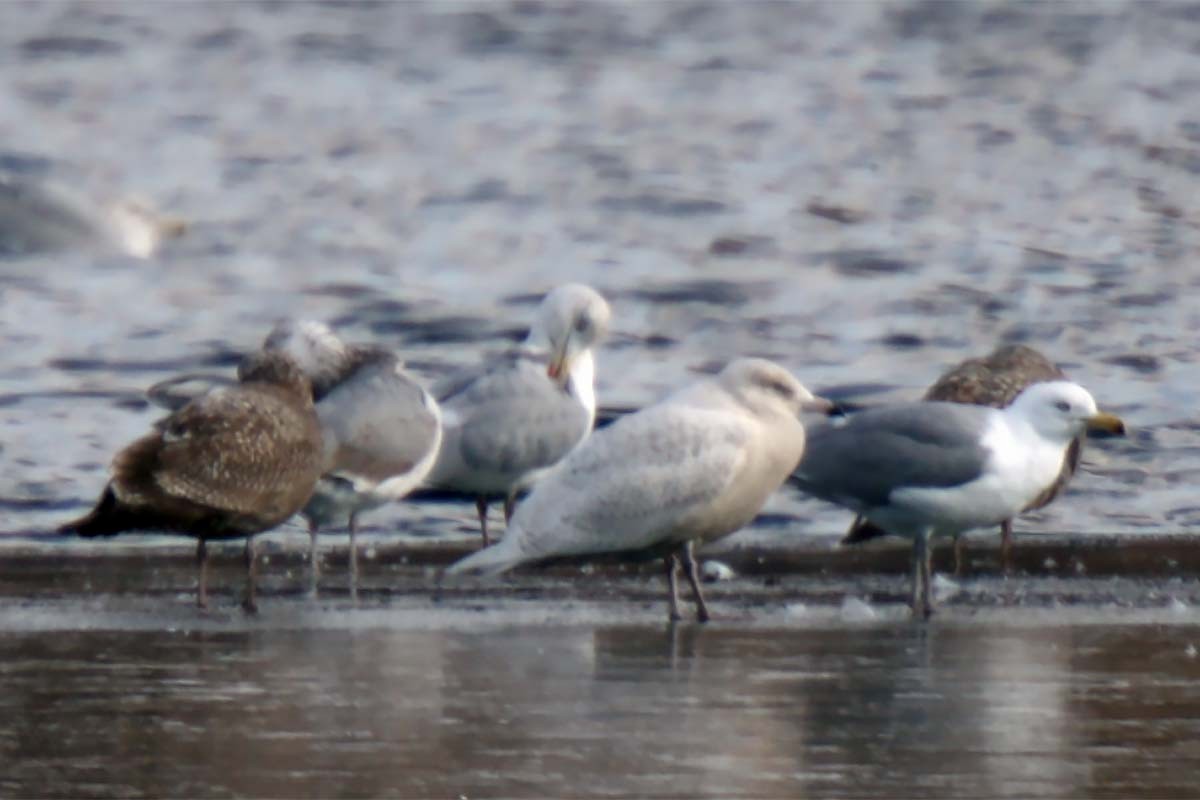 Glaucous Gull - D. Bruce Yolton