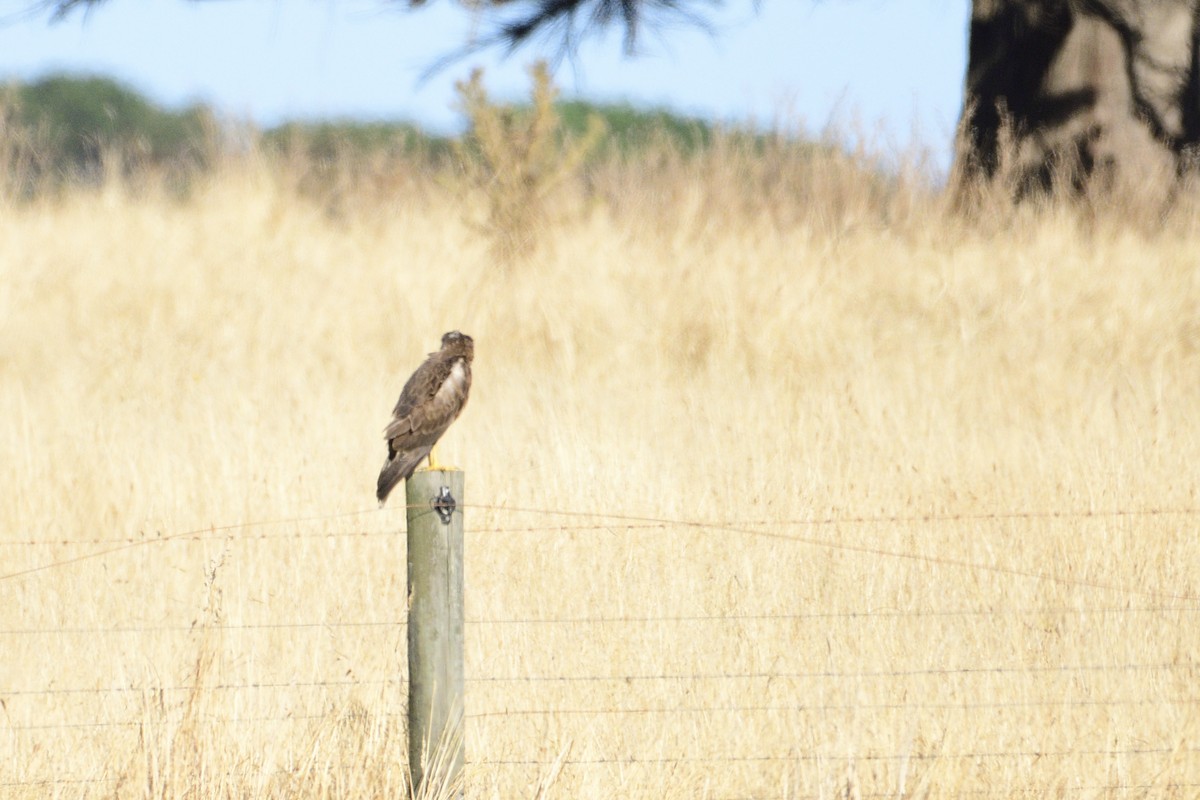 Swamp Harrier - Ken Crawley