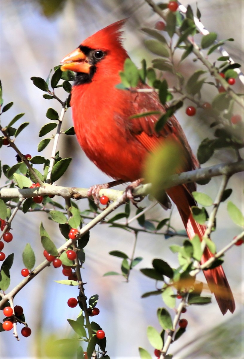 Northern Cardinal - Mike Riley