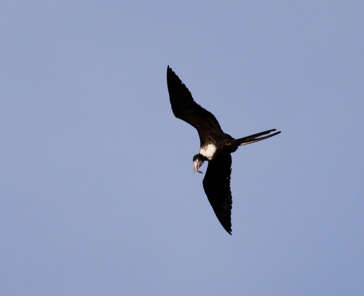 Magnificent Frigatebird - ML41034541