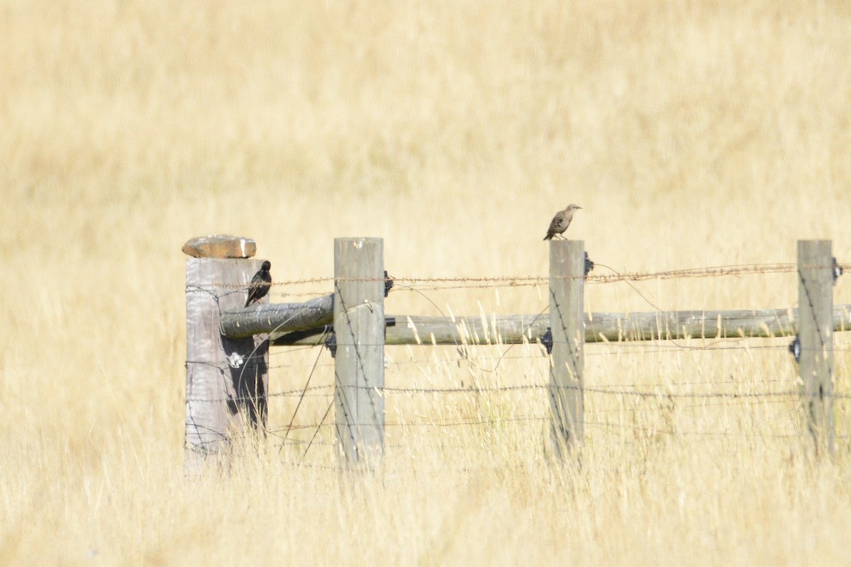 European Starling - ML410345491