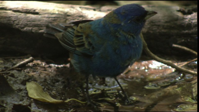 Indigo Bunting - ML410346