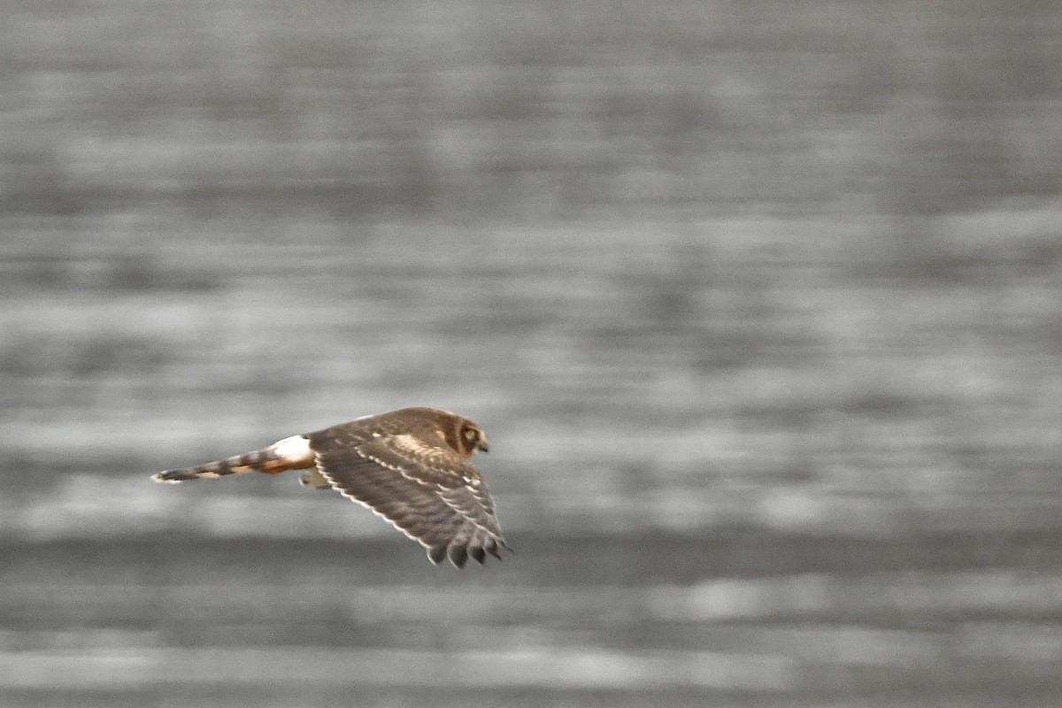 Northern Harrier - ML410346661