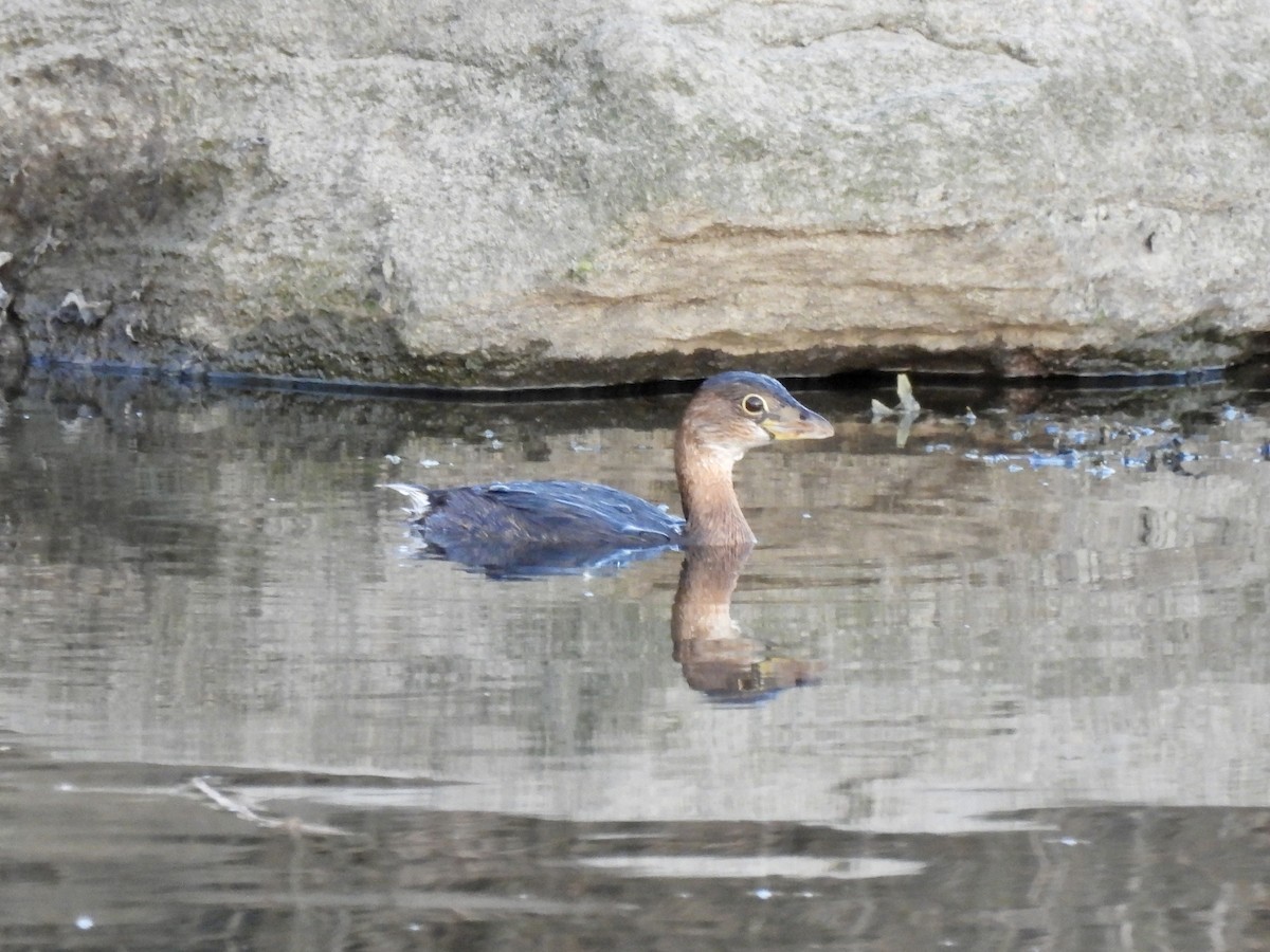 Pied-billed Grebe - ML410348301