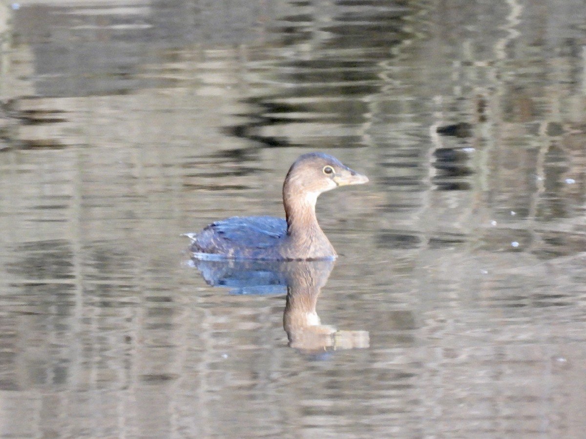 Pied-billed Grebe - ML410348321