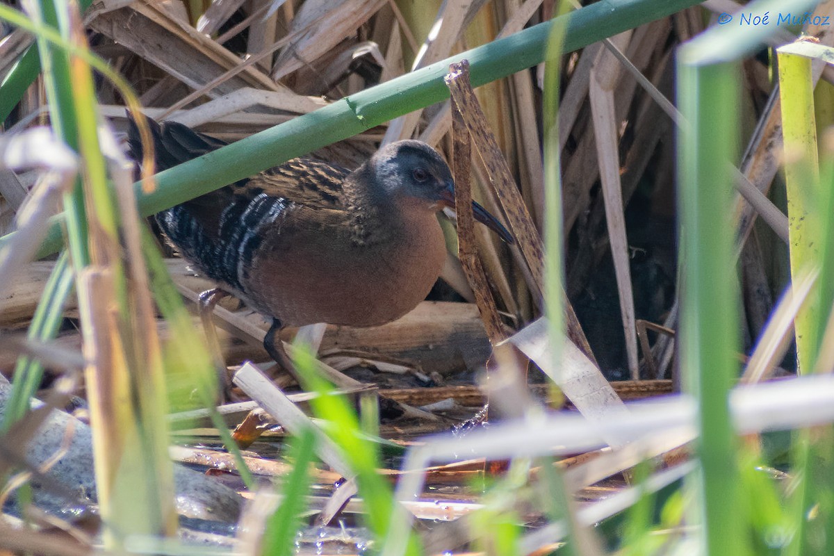 Virginia Rail - ML410348571