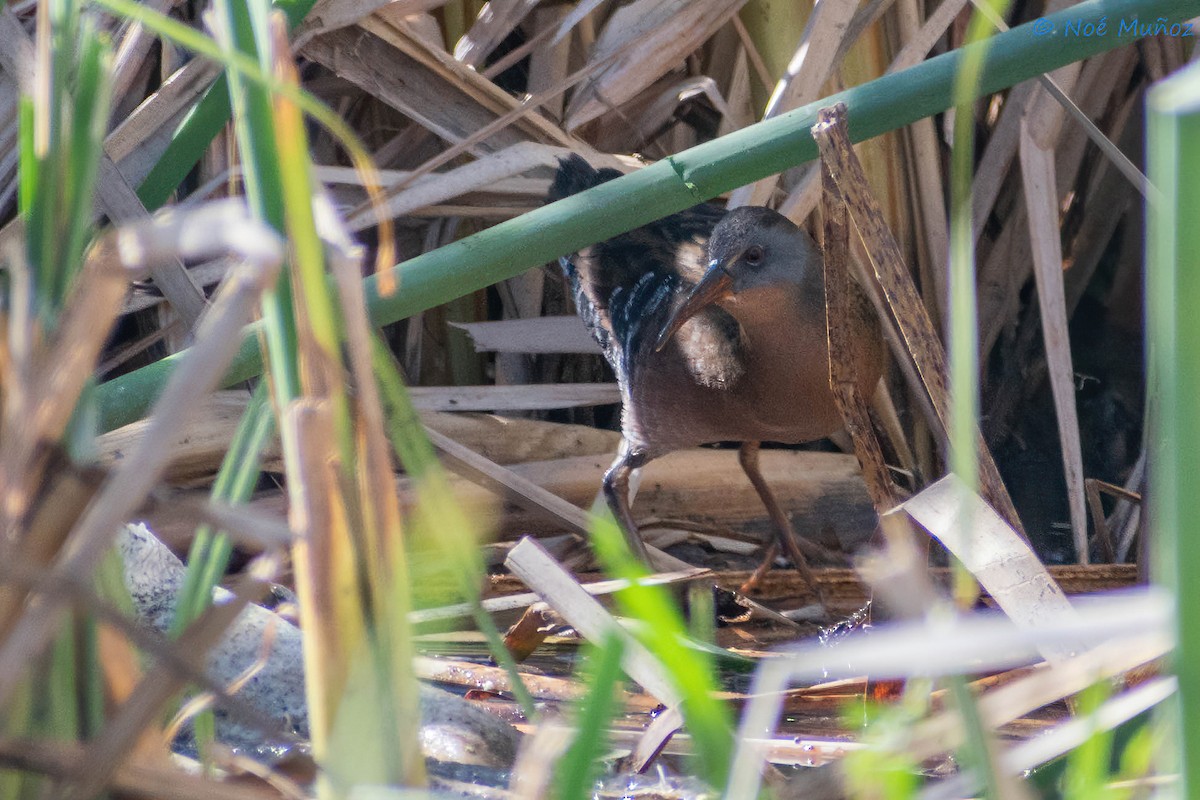 Virginia Rail - ML410348581