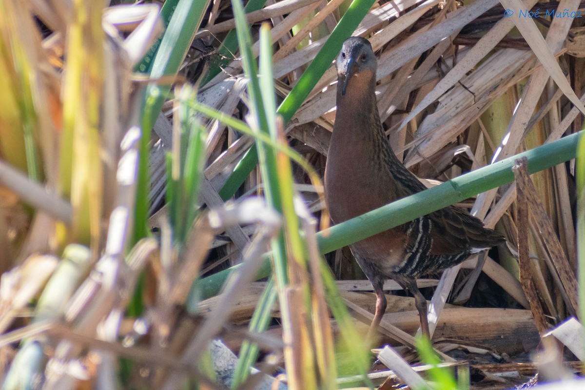 Virginia Rail - ML410348631