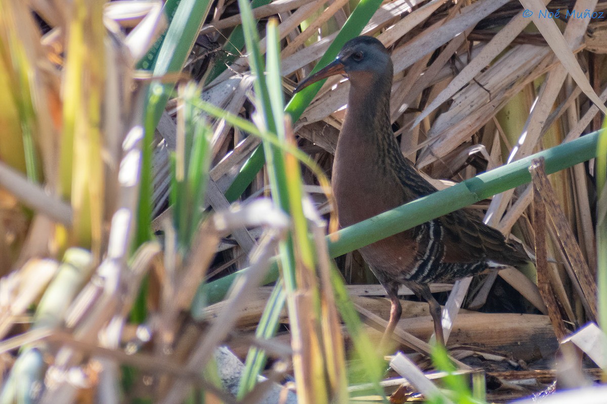 Virginia Rail - ML410348661