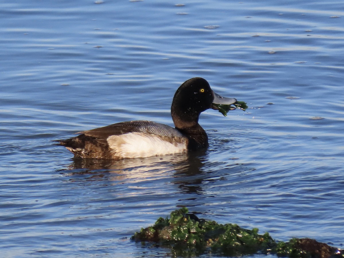 Greater Scaup - ML410349251