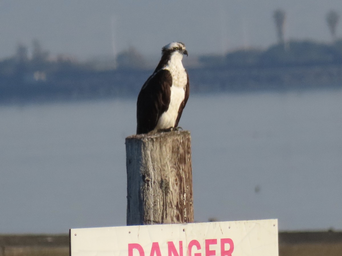 Osprey - ML410349511