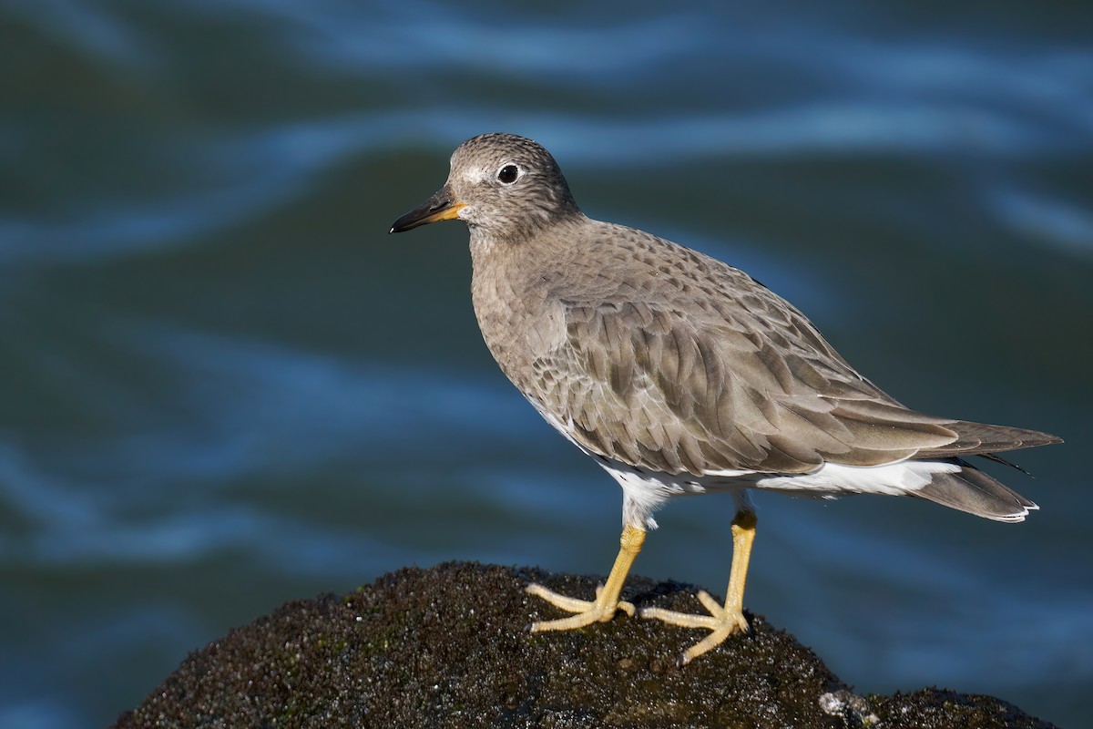 Surfbird - Grigory Heaton