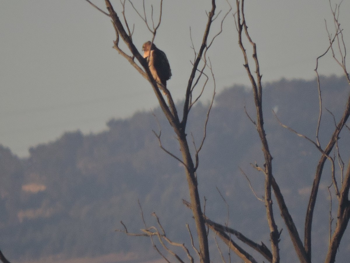 Red-tailed Hawk - ML410352051