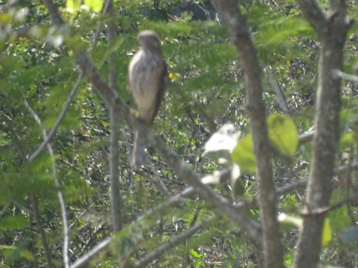 Shikra - ML410352711