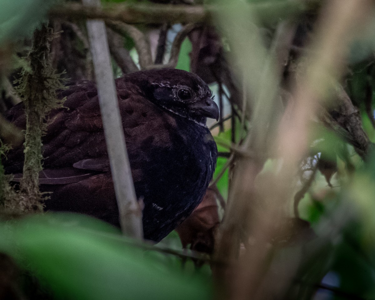 Black-breasted Wood-Quail - ML410352811