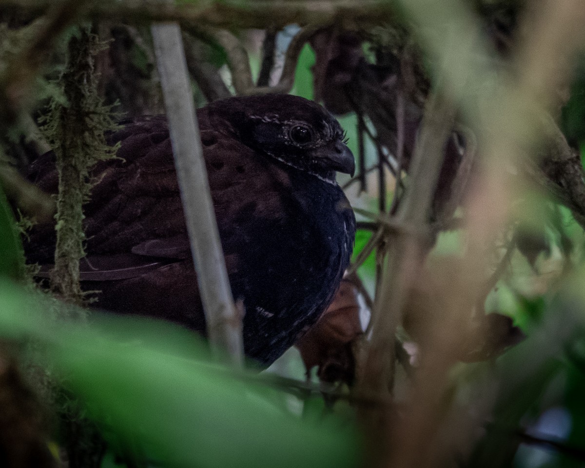 Black-breasted Wood-Quail - ML410353031