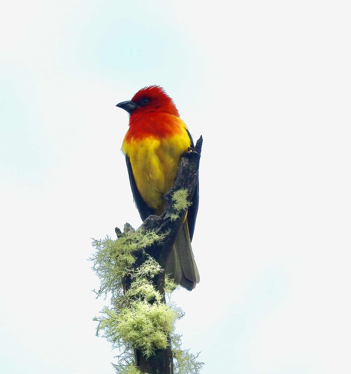 Red-hooded Tanager - ML410353671