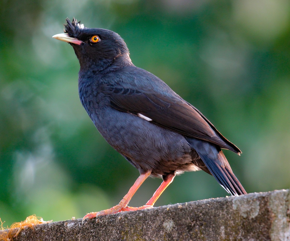 Crested Myna - ML410354931