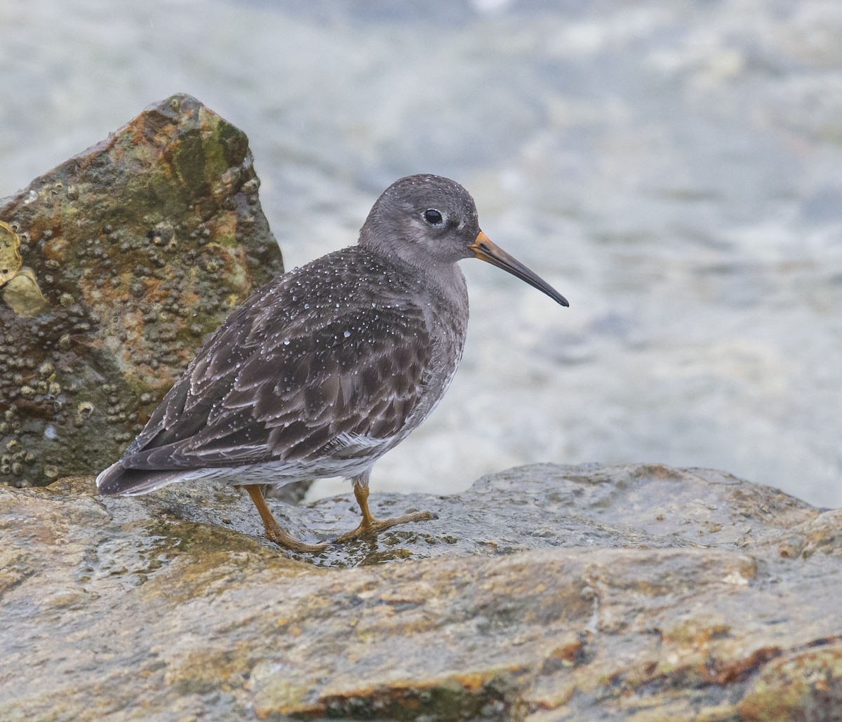 Purple Sandpiper - Skyler Bol