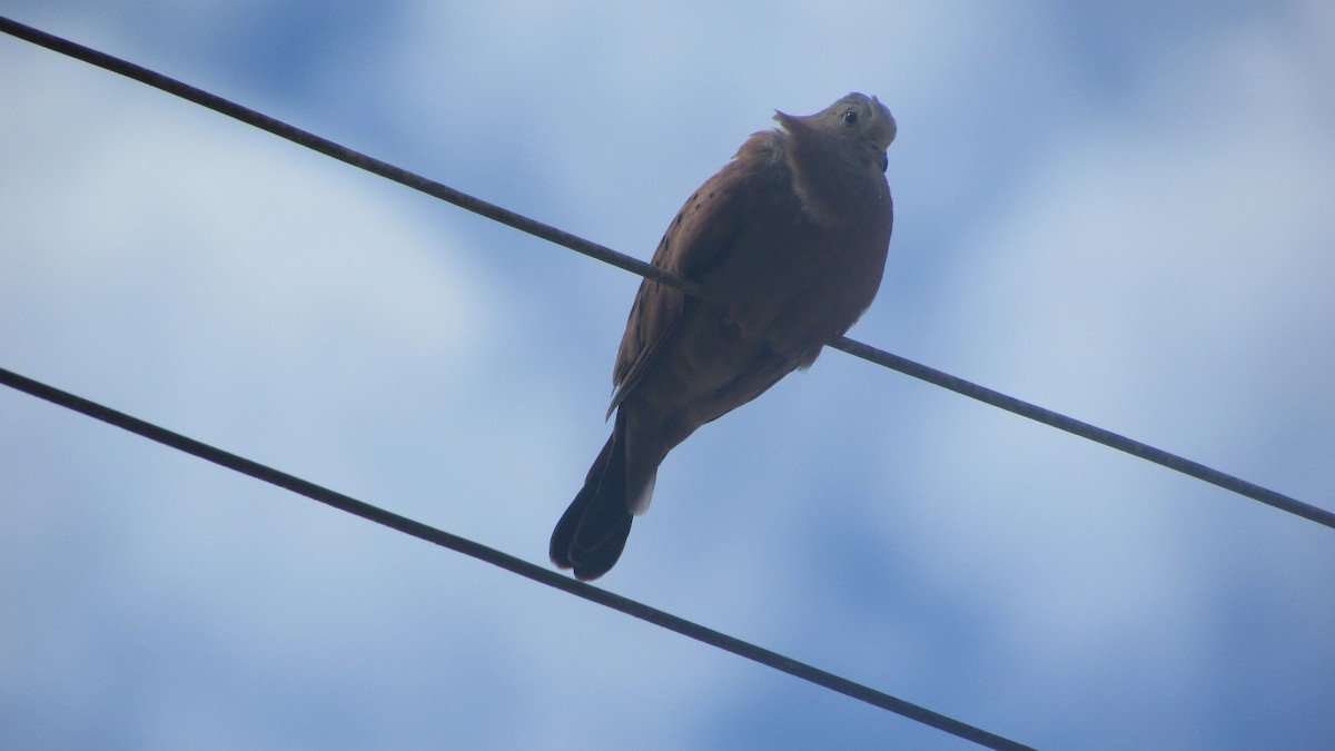 Plain-breasted Ground Dove - ML410355421