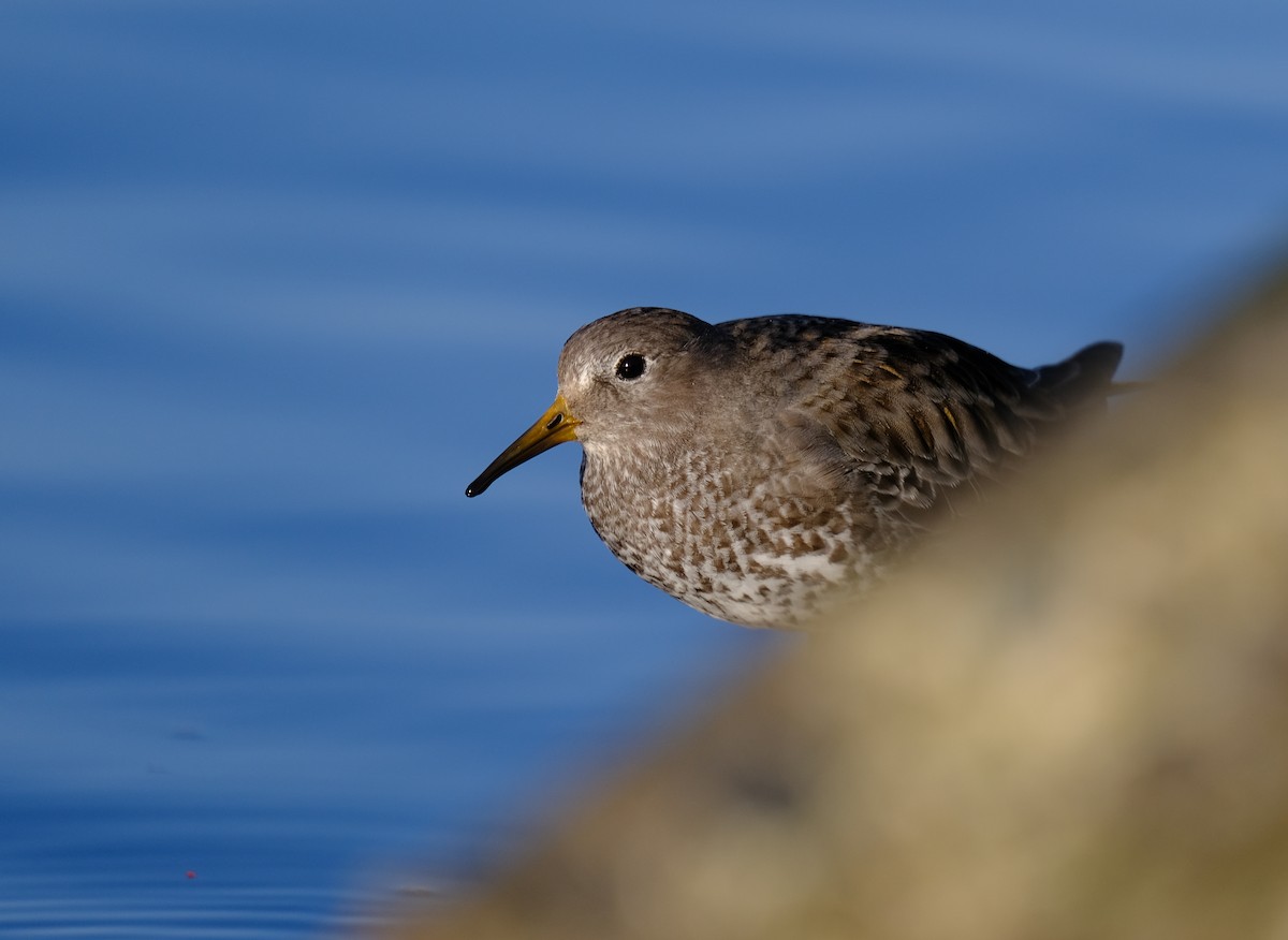 Rock Sandpiper (tschuktschorum) - ML410355891