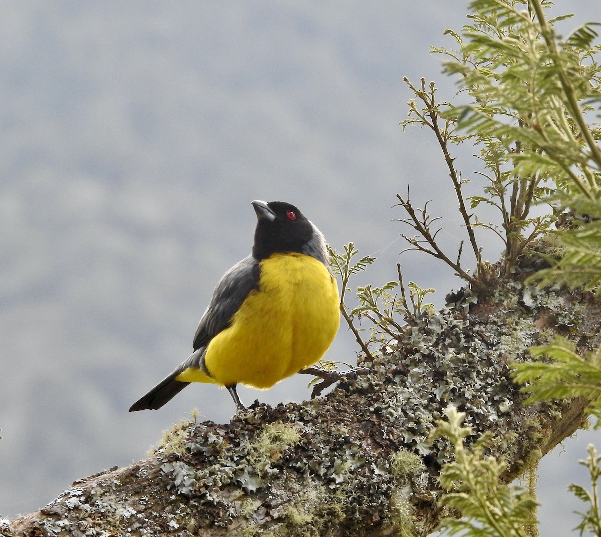 Hooded Mountain Tanager - Ayde Solarte