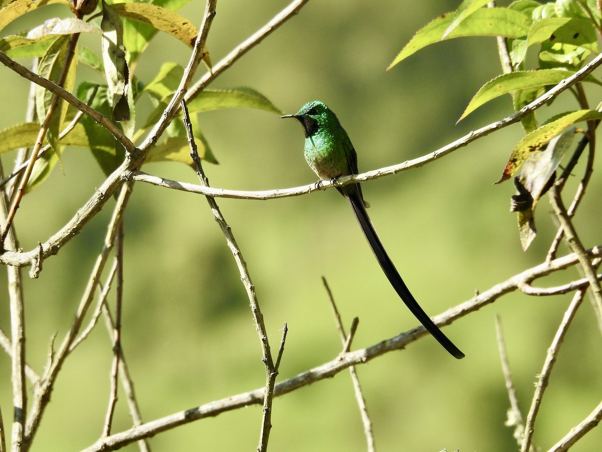 Green-tailed Trainbearer - ML410358931