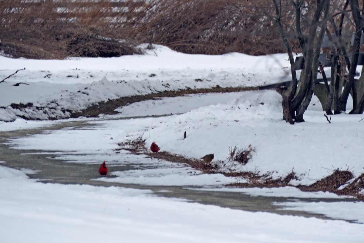 Cardinal rouge - ML410359481