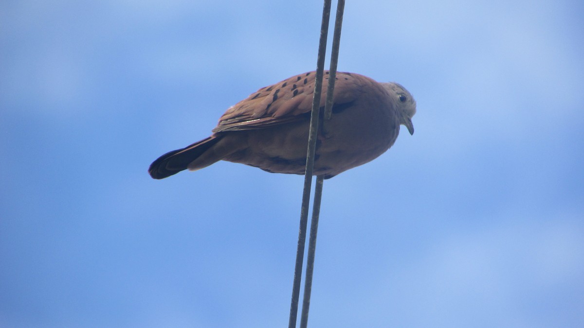 Plain-breasted Ground Dove - Leonardo Suárez Pinzón