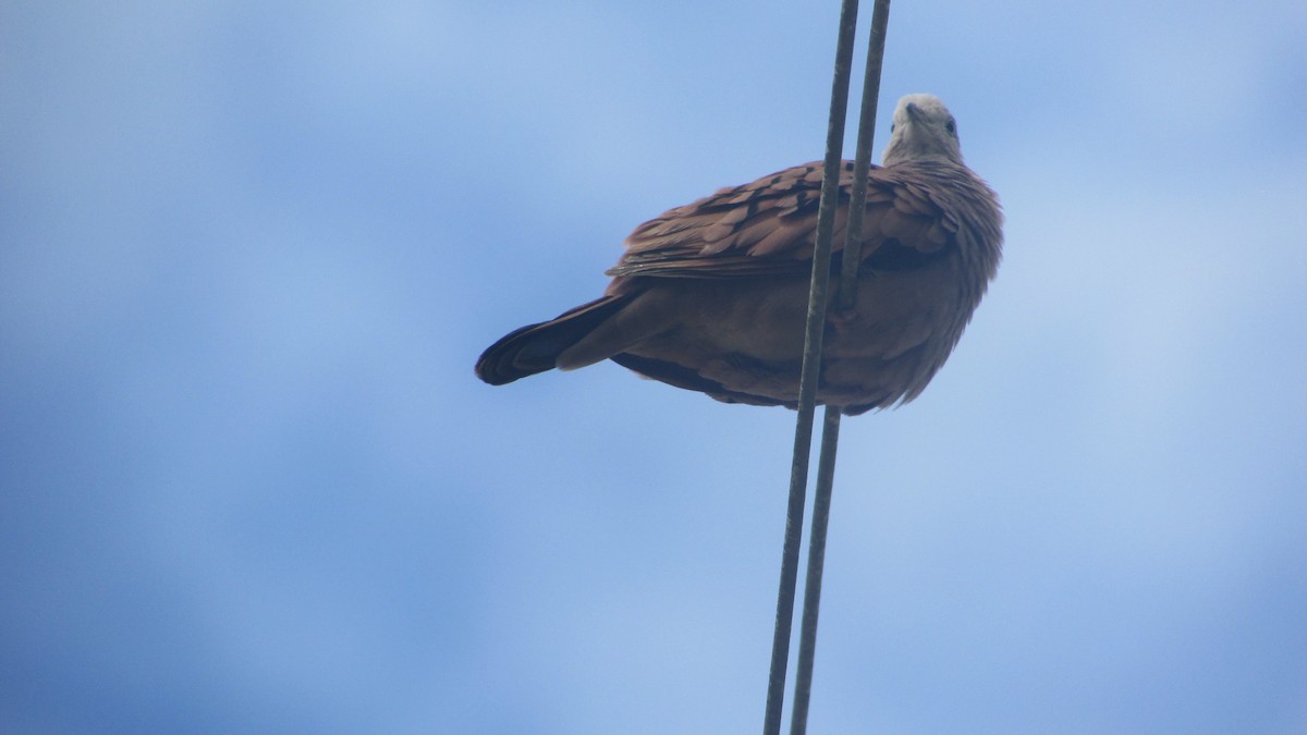 Plain-breasted Ground Dove - ML410359961