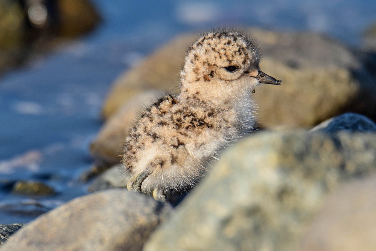 Two-banded Plover - Tamara Catalán Bermudez