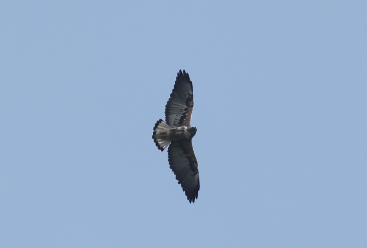 White-tailed Hawk - Kenn Kaufman