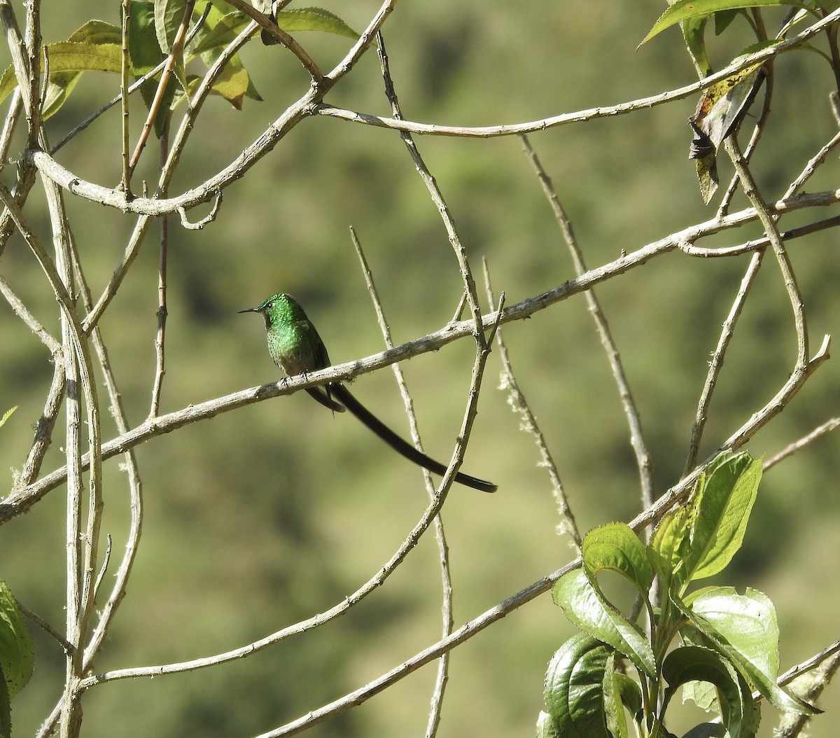 Yeşil Kuyruklu Kolibri - ML410360801