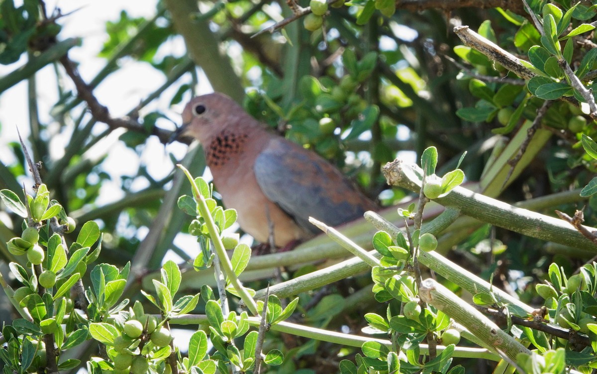 Laughing Dove - ML410360861