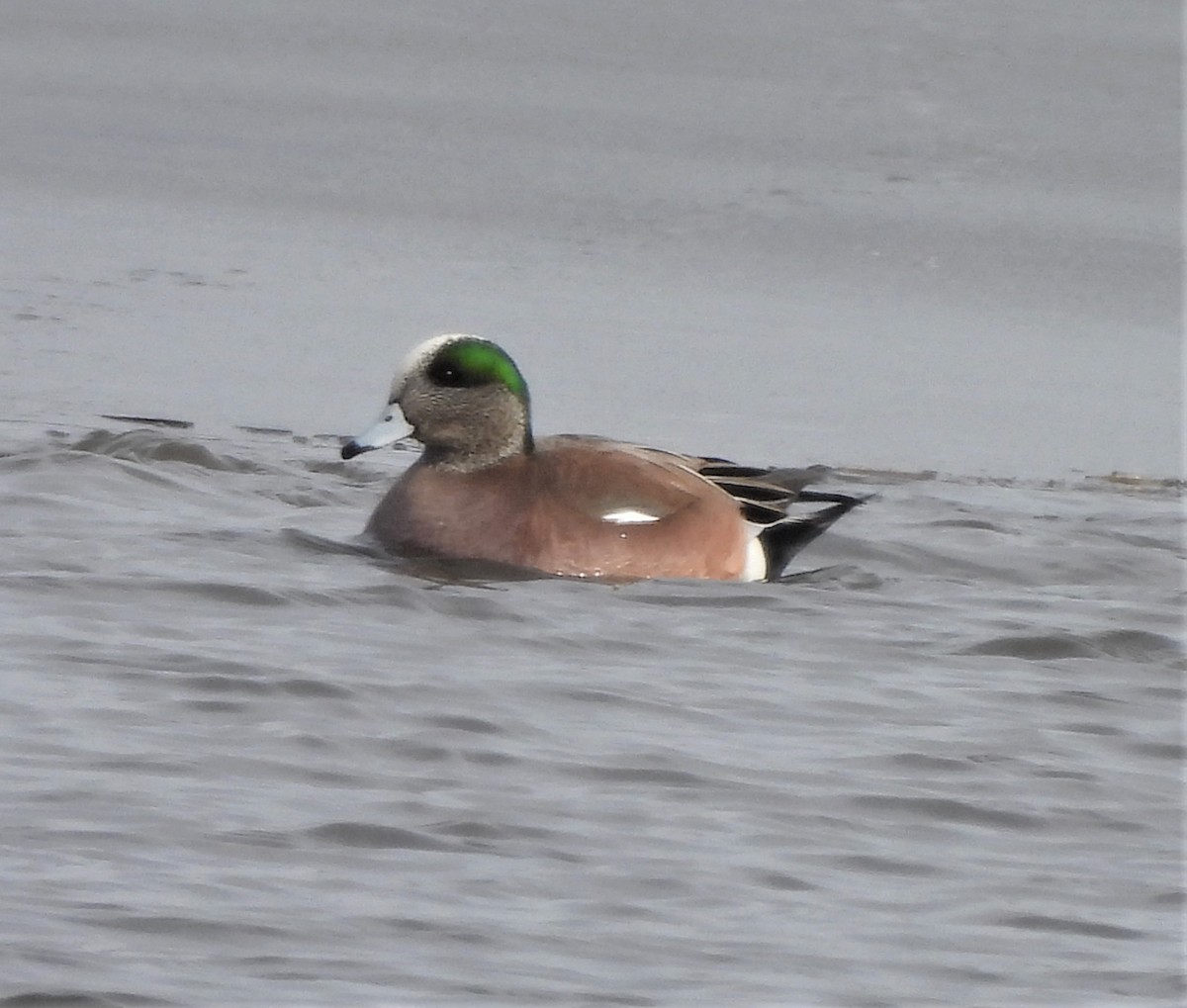 American Wigeon - Paul McKenzie